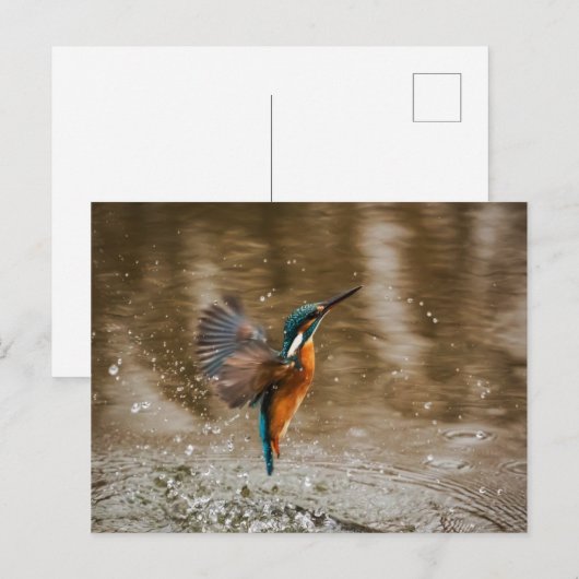 Eisvogel-Vogel-Postkarte Postkarte (Vorne/Hinten)
