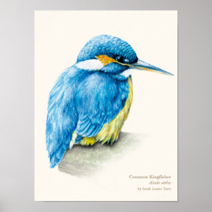 Eisvogel-Vogelkundeporträt-Kunstdruck Poster