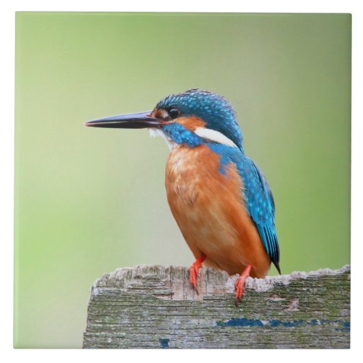 Eisvogelvogel Fliese (Vorderseite)