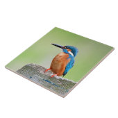 Eisvogelvogel Fliese (Seite)