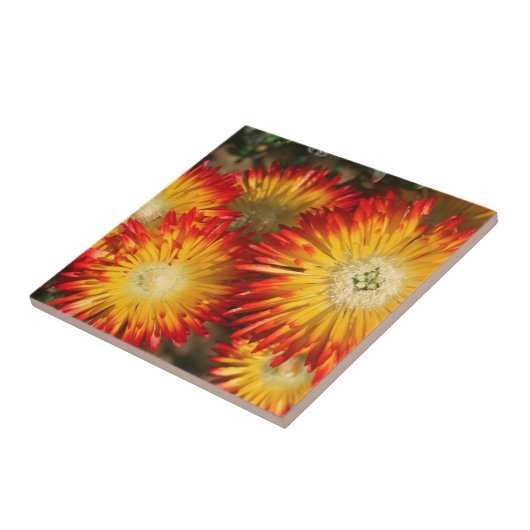 Eiswürfel (Lampranthus aureus) in Blüten Fliese (Seite)