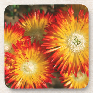 Eiswürfel (Lampranthus aureus) in Blüten Getränkeuntersetzer