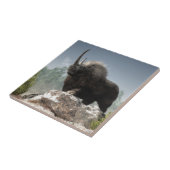 Eiszeit stark fliese (Seite)