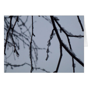 Eiszweige Winternaturfotografie
