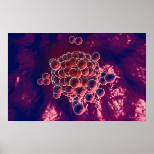 Eizellen Poster (Vorne)