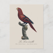 Ekaille von Le Lori Postkarte (Vorderseite)