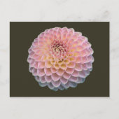 Eklat Postkarte (Vorderseite)