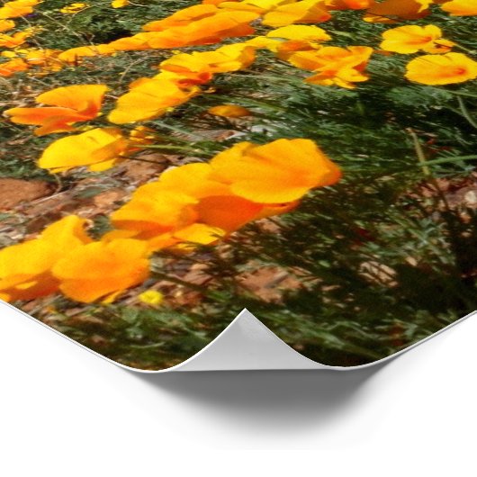 El Paso Poppies Poster (Ecke)