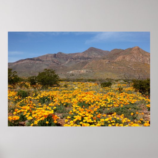 El Paso Poppies Poster (Vorne)