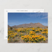 El Paso Poppies Postkarte (Vorne/Hinten)