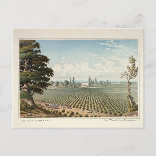 El Pinal Vineyard, Landkreis San Joaquin Postkarte (Vorderseite)