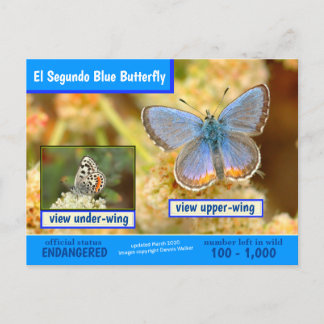 El Segundo Blue Butterfly ist gefährdet -3/2020 - Feiertagspostkarte
