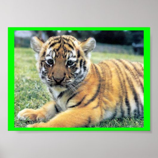 El Tigre (in englischer Sprache: The Tiger) Poster (Vorne)