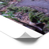 El Yunque National Forest Poster (Ecke)