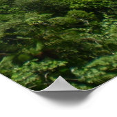 El Yunque National Forest Poster (Ecke)