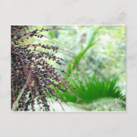 El Yunque Rain Forest
