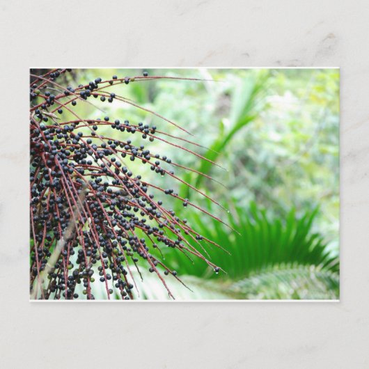 El Yunque Rain Forest Postkarte (Vorderseite)