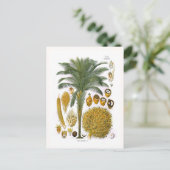 Elaeis guineensis (Ölpalme) Postkarte (Stehend Vorderseite)