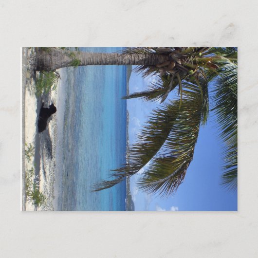 Elaine's dog in St. John, USVI Postkarte (Vorderseite)