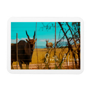 Eland Antelope Animal South Africa ZA Magnet