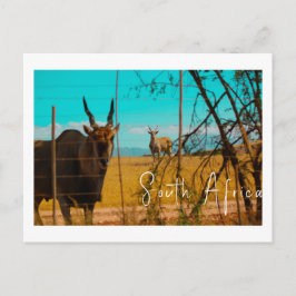 Eland Antelope Animal South Africa ZA Postkarte