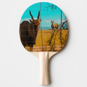 Eland Antelope Animal South Africa ZA Tischtennis Schläger