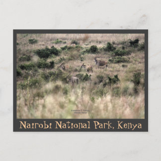 Eland Antelopes im Nairobi Nationalpark, Kenia Postkarte