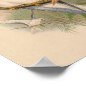 Elanus White Kite Bird Vintage Kunstdruckerei Poster (Ecke)