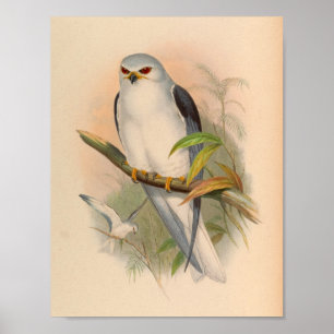 Elanus White Kite Bird Vintage Kunstdruckerei Poster