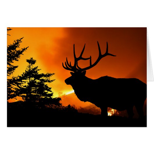 Elch (Vorderseite (Horizontal))