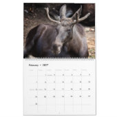 Elch 2027 Wildtiere Tiere Wandkalender (Feb 2027)