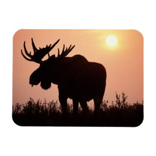 Elch, Alces alces, Bulle mit großem Geweih, Magnet