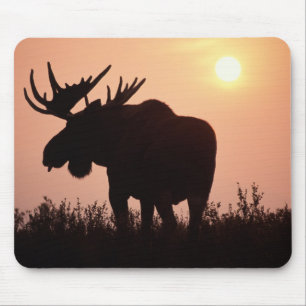 Elch, Alces alces, Bulle mit großem Geweih, Mousepad