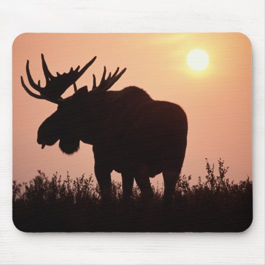 Elch, Alces alces, Bulle mit großem Geweih, Mousepad (Vorne)