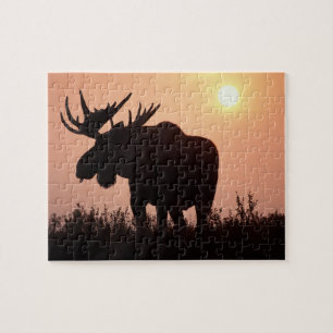 Elch, Alces alces, Bulle mit großem Geweih, Puzzle