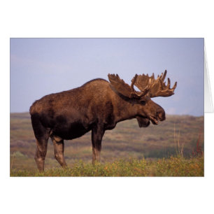 Elch, Alces alces, Bulle mit großen Geweihen