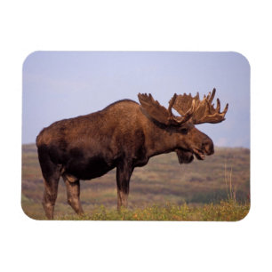 Elch, Alces alces, Bulle mit großen Geweihen Magnet