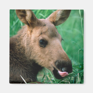 Elch, Alces alces, Kalb liegt im Gras, Kenai Magnet