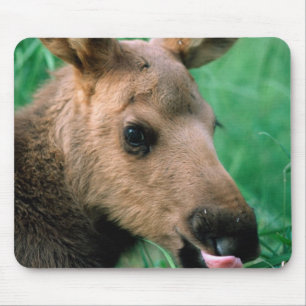 Elch, Alces alces, Kalb liegt im Gras, Kenai Mousepad