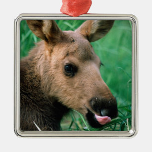 Elch, Alces alces, Kalb liegt im Gras, Kenai Silbernes Ornament