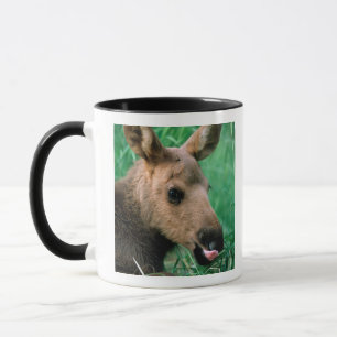 Elch, Alces alces, Kalb liegt im Gras, Kenai Tasse