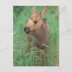 Elch, Alces alces, neugeborenes Kalb steht Postkarte