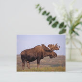 Elch, Alces Alces, Stier mit großen Geweih-ern in Postkarte (Stehend Vorderseite)