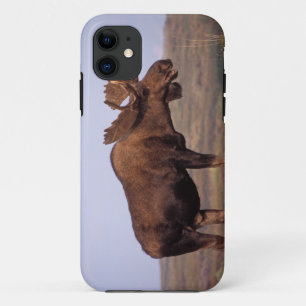 Elch, Alces Alces, Stier mit großen Geweihten Case-Mate iPhone Hülle