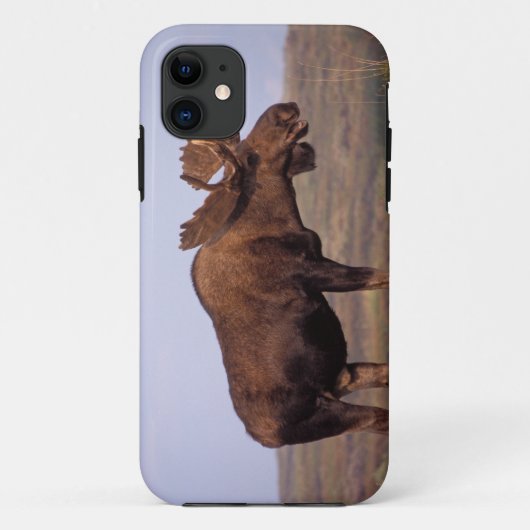 Elch, Alces Alces, Stier mit großen Geweihten Case-Mate iPhone Hülle (Rückseite)