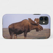 Elch, Alces Alces, Stier mit großen Geweihten Case-Mate iPhone Hülle (Rückseite (Horizontal))
