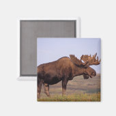 Elch, Alces Alces, Stier mit großen Geweihten Magnet (Vorderseite/Rückseite)