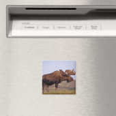 Elch, Alces Alces, Stier mit großen Geweihten Magnet (In Situ (Geschirrspüler))