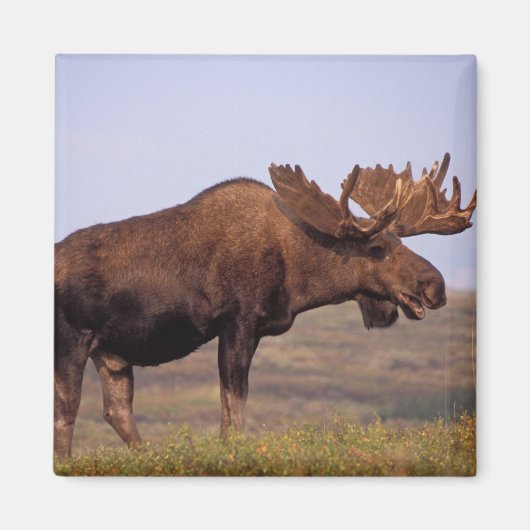 Elch, Alces Alces, Stier mit großen Geweihten Magnet (Vorne)