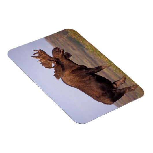 Elch, Alces Alces, Stier mit großen Geweihten Magnet (Rechte Seite)